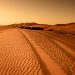 Brown Desert
