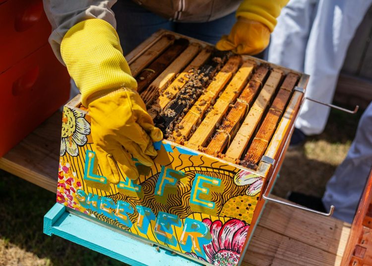 Brown Wooden Crate With Bees