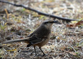 Close Up Photo of a Bird