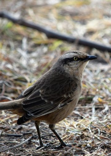 Close Up Photo of a Bird