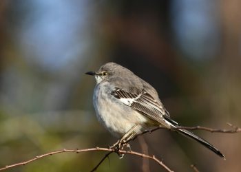 A Close-up Shot of a Mockingbird Perched on a Tree Branch