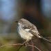 A Close-up Shot of a Mockingbird Perched on a Tree Branch