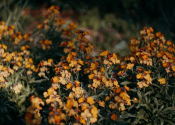 a bunch of flowers that are in the grass