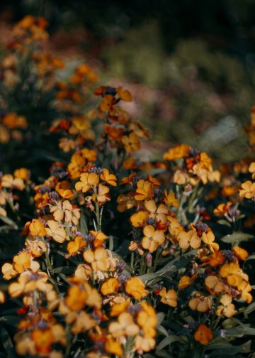 a bunch of flowers that are in the grass