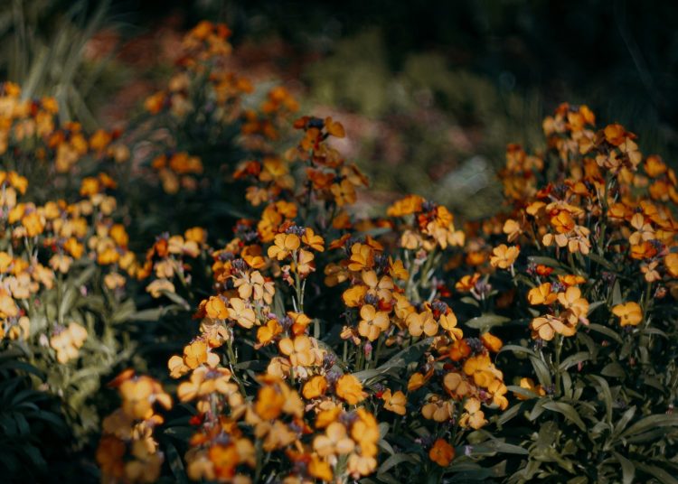 a bunch of flowers that are in the grass