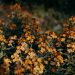 a bunch of flowers that are in the grass